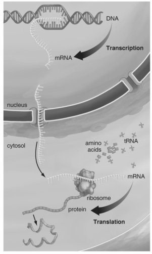 <strong> Refer to the figure above and then answer the question that follows. -Which of the following is involved in both transcription and translation?</strong> A) amino acids B) DNA C) messenger RNA D) ribosomes