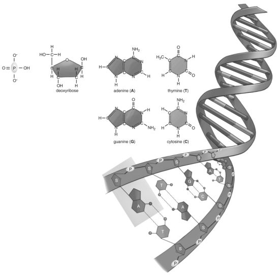 <strong> Refer to the figure above and then answer the question that follows. -What are the base pairing rules of DNA?</strong> A) A pairs with T; G pairs with C. B) A pairs with C; T pairs with G. C) A pairs with G; T pairs with C.