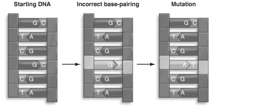 <strong> Refer to the figure above and then answer the question that follows. -Which of the following choices is an example of a point mutation?</strong> A) failure of a chromosome to complete replication B) pairing of a G on one strand of DNA with a C on the other C) loss or gain of a chromosome D) pairing of a G on one strand of DNA with a T on the other E) failure of a chromosome to be replicated