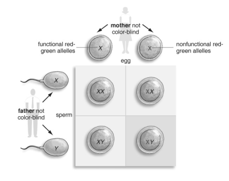 <strong> Refer to the figure above and then answer the question that follows. -Nondisjunction in meiosis gives rise to gametes with abnormal chromosome numbers. Which of the events is likely to produce a higher percentage of abnormal gametes?</strong> A) failure of homologous chromosomes to separate at meiosis I B) failure of homologous chromosomes to separate at meiosis II C) failure of sister chromatids to separate at meiosis I D) failure of sister chromatids to separate at meiosis II E) failure of sister chromatids to separate at mitosis