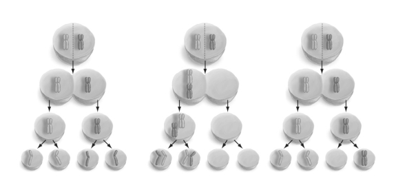 <strong> Refer to the figure above and then answer the question that follows. -Nondisjunction in meiosis gives rise to gametes with abnormal chromosome numbers. Which of the events is likely to produce a higher percentage of abnormal gametes?</strong> A) failure of homologous chromosomes to separate at meiosis I B) failure of homologous chromosomes to separate at meiosis II C) failure of sister chromatids to separate at meiosis I D) failure of sister chromatids to separate at meiosis II E) failure of sister chromatids to separate at mitosis