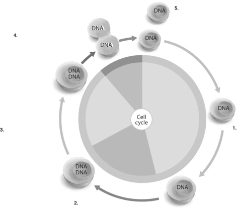 Label and describe the stages of the cell cycle.