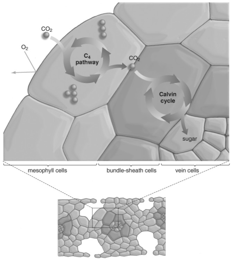 <strong>  Refer to the figure above and then answer the question that follows.  -Bundle sheath cells are used to:</strong> A) fix CO<sub>2 </sub>in C<sub>4 </sub>plants. B) store CO<sub>2 </sub>in C<sub>4 </sub>plants. C) fix CO<sub>2 </sub>in C<sub>3 </sub>plants. D) store CO<sub>2 </sub>in C<sub>3 </sub>plants. E) fix and store CO<sub>2 </sub>in C<sub>3 </sub>plants. <div style=padding-top: 35px> 