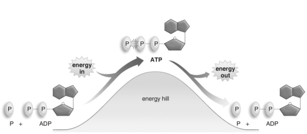 <strong> Refer to the figure above and then answer the question that follows. -ATP powers reactions in cells when:</strong> A) ATP gives up two of its phosphate groups to become AMP. B) ATP gives up all three of its phosphate groups. C) ATP gives up one phosphate group to become ADP. D) ADP adds a phosphate group to become ATP.