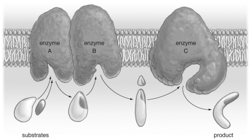 <strong> Refer to the figure above and then answer the quesiton that follows. -Which of the following, if given enough time, could happen spontaneously?</strong> A) glycogen breaking down into many glucose molecules B) nucleotides forming DNA C) amino acids forming proteins D) glucose molecules forming starch