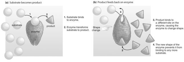 <strong> -Extreme changes in temperature, particularly heat, can denature proteins and enzymes. Why might this cause a problem?</strong> A) The denatured enzymes would speed up chemical reactions to a pace too fast for the cells. B) The denatured enzymes would not function; thus, critical reactions would be unable to occur in the cell. C) The denatured enzymes would not function; thus, negative feedback would be inhibited. D) The denatured enzymes would not function; thus, the activation energy for reactions would be reduced.