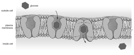 <strong>  Refer to the figure above and then answer the question that follows.  -For this type of transport to take place, which of the following must be true about the interior and exterior environments?</strong> A) The amount of glucose outside the cell must be less than the interior concentration. B) The glucose concentration must be higher outside the cell than inside the cell. C) The glucose concentrations on both sides of the cell are the same. D) A transport protein is involved, so it doesn't matter what the concentrations of glucose on either side of the membrane. <div style=padding-top: 35px> 