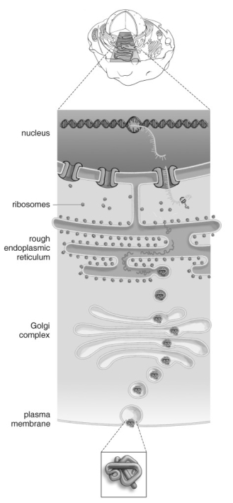 <strong>  Refer to the figure above and then answer the question that follows.  -Which choice is the best description of what is happening?</strong> A) DNA moves into the cytoplasm by moving through the endoplasmic reticulum, where it will be used to make proteins. B) A RNA copy of the DNA moves into the cytoplasm, where it docks with a ribosome to produce proteins. C) A piece of RNA fuses with the DNA at the ribosome. This complex is used to make proteins that float through the endoplasmic reticulum. D) Proteins are made in the nucleus from the RNA; they move into the endoplasmic reticulum and are then shuttled to the Golgi complex. <div style=padding-top: 35px> 