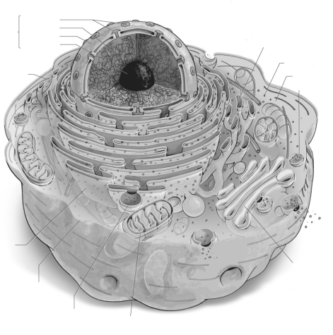 Label the parts of the animal cell.  <div style=padding-top: 35px> 