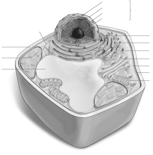 Label the parts of the plant cell.  <div style=padding-top: 35px> 