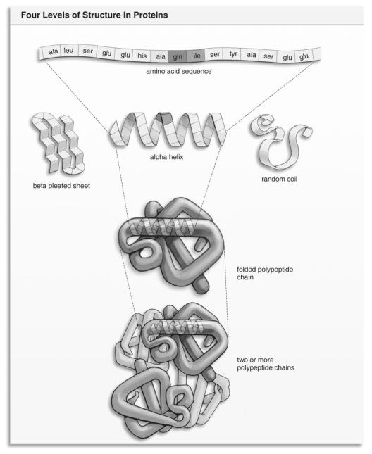 <strong> Refer to the figure above and then answer the question that follows. -The difference between one amino acid and another is:</strong> A) the type of peptide bond that each contains. B) whether or not it is saturated. C) the type of R-group that it may contain. D) the type of sugar that each contains. E) the type of base groups it contains.