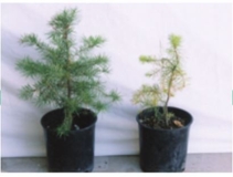 The two plants shown here have been watered and fertilized identically, and have been maintained in exactly the same light and temperature conditions. What is the difference between the plant on the left and the one on the right in the picture below?
