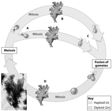 Which stage of the life cycle shown is the sporophyte?  