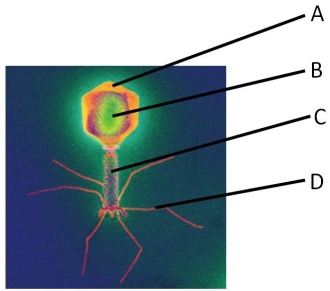 Label the indicated parts of the bacteriophage. a. ____________________ b. ____________________ c. ____________________ d. ____________________