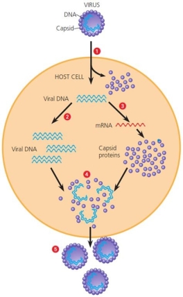 <strong>In this figure, depicting the series of events during a viral infection and release from a cell, what is happening at stage 3? </strong> A) Viral DNA is replicated. B) Viral DNA is transcribed. C) Viral mRNA is translated. D) Viral mRNA is replicated.
