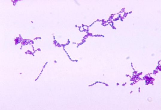 <strong>A swab of the serous fluid of skin blisters was obtained from lesions around the mouth and nose of 4-year-old female. The image provided demonstrates the direct Gram stain of the serous fluid. Source: CDC You would expect this organism to be</strong> A) nonhemolytic. B) catalase negative. C) coagulase positive. D) sodium hippurate positive.