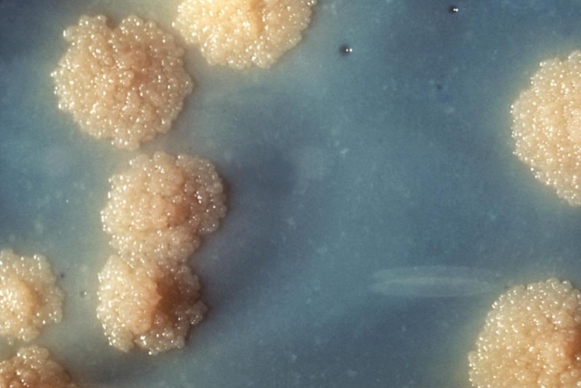<strong>The acid-fast colonies in the image provided demonstrated no color change with exposure to light. Source: CDC and Dr. George Kubica Given that the organism produces a yellow color on the niacin accumulation test and pink color on the nitrate reduction test, what additional characteristic is considered presumptive for this organism?</strong> A) Serpentine cording B) Rapid growth C) Requirement for hemin D) Growth at 30°C
