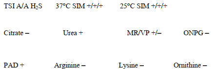 <strong>A 25-year-old female complained of burning on urination. The urine culture grew a clear colony on MacConkey agar. Biochemical testing revealed the following: This organism will also</strong> A) swarm. B) need to be serotyped. C) appear as a mucoid colony. D) exhibit multiple antibiotic resistance.