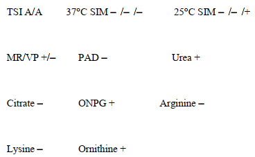 <strong>An 8-year-old female was admitted with a complaint of right lower quadrant pain. She was taken to surgery for removal of her appendix. The appendix appeared normal, but lymph nodes in the peritoneal cavity were inflamed. Cultures of the nodes were taken and sent to the microbiology department. The organism that grew appeared as clear colonies on MAC and provided the following reactions: This is organism will also produce</strong> A) bulls-eye colonies on CIN agar. B) DNase. C) clear colonies on XLD agar. D) lipase.