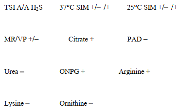 <strong>A pink colony on MAC grew from an abdominal wound. The biochemical reactions included: The organism identified is</strong> A) serologically similar to Salmonella spp. B) often found hiding in the gallbladder in carriers. C) characterized by the production of the Vi antigen. D) able to produce only a small amount of H<sub>2</sub>S in TSI.