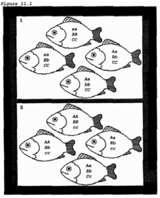 <strong>Boxes 1 and 2 of the figure most likely represent different  </strong> A) species. B) clones. C) gene pools. D) communities. <div style=padding-top: 35px> 
