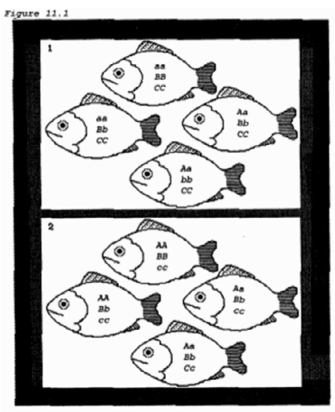 <strong>The two populations represented in boxes 1 and 2 of the figure  </strong> A) have different allele frequencies. B) are genetically identical. C) contain the same alleles. D) are probably different species. <div style=padding-top: 35px> 