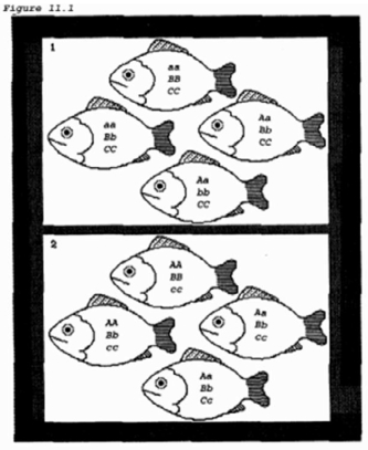 <strong>The allele frequency of allele A for the collection of fish in box 2 of the figure is  </strong> A) 25%. B) 50%. C) 75%. D) 100% and 50%. <div style=padding-top: 35px> 