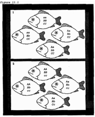 <strong>The allele frequency of allele b for the collection of fish in box 1 of the figure is  </strong> A) 25%. B) 50%. C) 75%. D) 1:2:1. <div style=padding-top: 35px> 