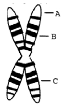 <strong>According to the diagram, genes ______ are most likely to be inherited together and genes ______ are least likely to be inherited together. </strong> A) A and B; A and C B) A and B; B and C C) B and C; A and C D) A and C; A and B
