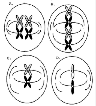 Which figure below represents meiosis I for an organism with a diploid number of 4?