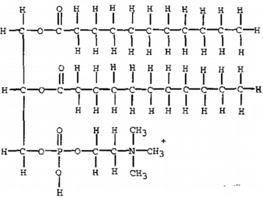 <strong>Which one of the following is false concerning the molecule below? </strong> A) This molecule represents a major component of cell membranes. B) This molecule is a lipid. C) This molecule was formed by dehydration synthesis. D) This molecule is composed of amino acids.
