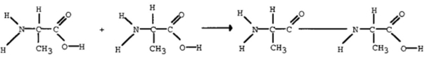 <strong>The reaction below represents a ____ reaction. </strong> A) dehydration synthesis B) hydrolysis C) unbalanced D) equilibrium