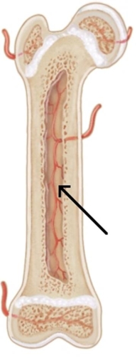 <strong>In the picture below, the arrow is pointing to which of the following? </strong> A) Compact bone B) Epiphyseal plate C) Growth plate D) Medullary cavity
