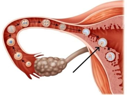 <strong>In the picture, which day is the arrow pointing to when the egg implants in the wall of the uterus? </strong> A) Day 9 B) Day 3 C) Day 5 D) Day 7