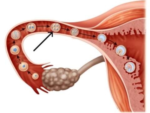 <strong>In this picture of the egg traveling through the fallopian tube, the arrow is pointing to Day after fertilization, when there are four cells in the egg. </strong> A) 4 B) 3 C) 2 D) 1
