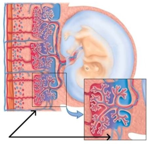 <strong>In the picture below, the black arrows are pointing to which part of the placenta? </strong> A) Uterine Muscle B) Maternal Arteriole C) Uterine Wall D) Maternal Venule