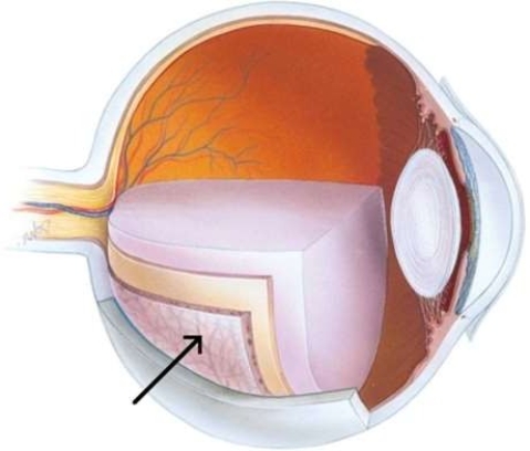 <strong>The structure of the eye referred to in this image </strong> A) converts light rays into electrical impulses. B) contains smooth muscles that attach to the lens of the eye. C) contains photoreceptor cells called rods and cones. D) delivers oxygen and nutrients to the retina.