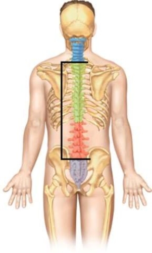 <strong>Which of the following statements about injuries to these regions of the spine is correct? </strong> A) Tetraplegia may occur if both of these regions are injured. B) A complete injury occurs when both of these regions are injured. C) The most common spinal injuries occurs in one of these regions. D) Injury in one of these regions may cause paraplegia to occur.