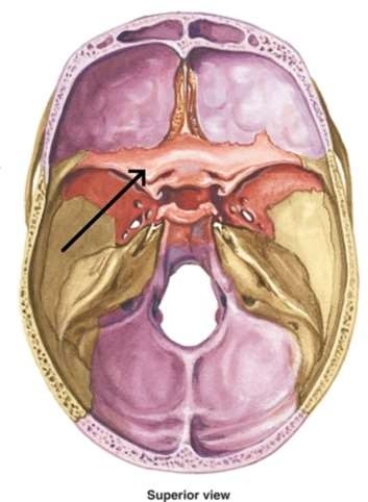 <strong>The region of the skull referred to in this image is </strong> A) temporal bone. B) sphenoid bone. C) ethmoid bone D) occipital bone.