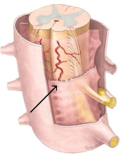 <strong>The delicate meningeal layer, which contains few blood vessels, referred to in this image is the </strong> A) pia mater. B) dura mater. C) arachnoid mater. D) dorsal mater.