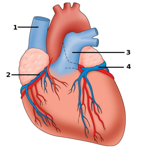 <strong>Which is the Great cardiac vein? </strong> A) 4 B) 3 C) 2 D) 1