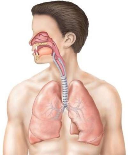 <strong>The upper respiratory tract is composed of the </strong> A) pharynx, larynx, and nasal cavity. B) pharynx, larynx, trachea. C) nose, nasal cavity, and pharynx. D) trachea, bronchi, lungs.
