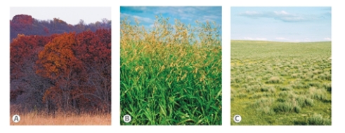 <strong>Short grass prairie is being converted to________along 1- 70. </strong> A) savanna B) desert C) woodlands D) tall- grass prairie E) mixed- grass prairie