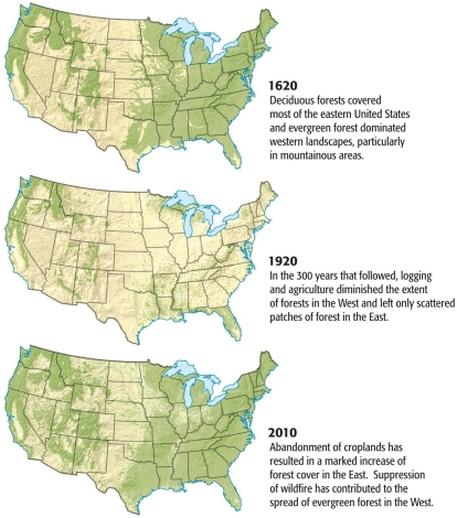 <strong>Abandonment of croplands has resulted in more forests covering the ________part of the United States. </strong> A) southwest B) eastern C) western D) northern E) southern