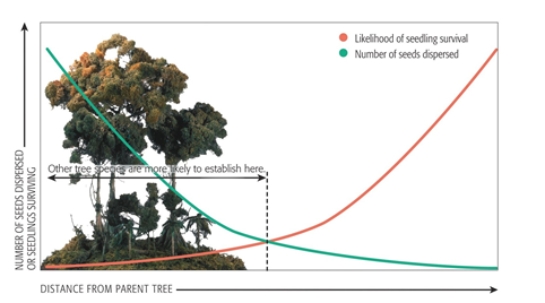 <strong> -Experimental studies have demonstrated that there are a high number of herbivores near the largest individual tree species on which that herbivore feeds. According to the data shown, the probability that seeds from that tree species will successfully germinate and grow is________.</strong> A) highest near that tree species B) dependent on how the local wind and weather affects seed dispersal C) lowest near adult trees of that species D) highest near the herbivore's watering hole E) dependent on how far the herbivore migrates