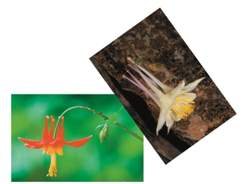 <strong>Use the pictures to determine what type of isolation might occur because of the type of organism shown. </strong> A) reproductive isolation B) geographic isolation C) behavioral isolation D) structural isolation E) mechanical isolation