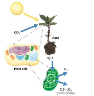 <strong>According to the figure, the specific location of photosynthesis is________ . </strong> A) the plant cell B) the atmosphere C) the plant D) the chloroplast E) the atmosphere and the plant