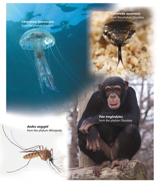 <strong>Some groups state that the primate shown in this photograph has economic value for humans via ecotourism. This primate would be referred to as having . </strong> A) individual value B) ecological value C) instrumental value D) theological value E) intrinsic value