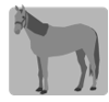 <strong>Match the correct image with each word. -la oveja</strong> A) B) C) D)