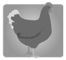 <strong>Match the correct image with each word. -el caballo</strong> A) B) C) D)